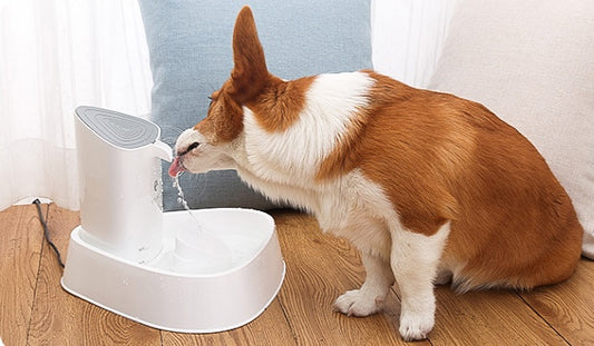Fontaine Premium pour Animaux – Hydratation Continue, Zéro Stress